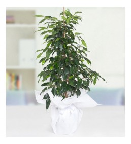 Ficus Benjamin
